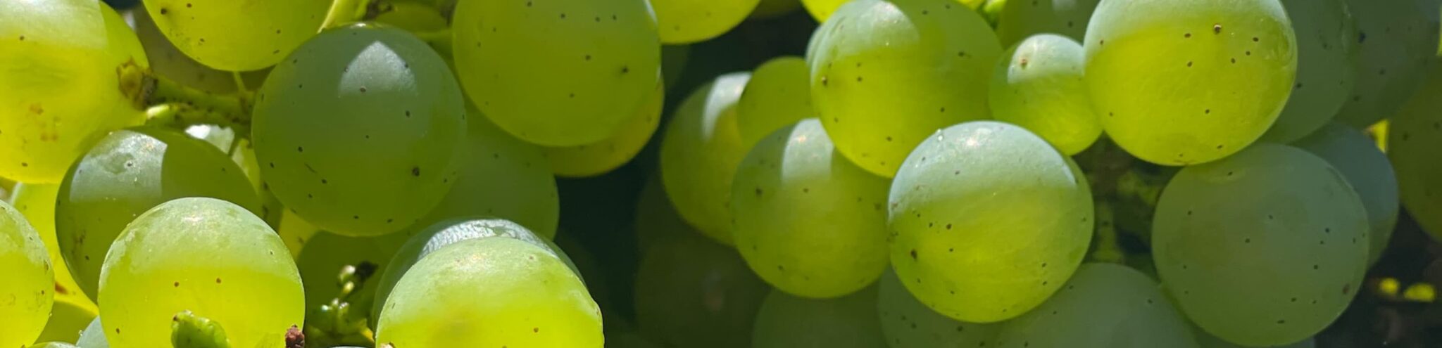 Immagini ufficiali di Independent Winegrowers Protagonists 2026