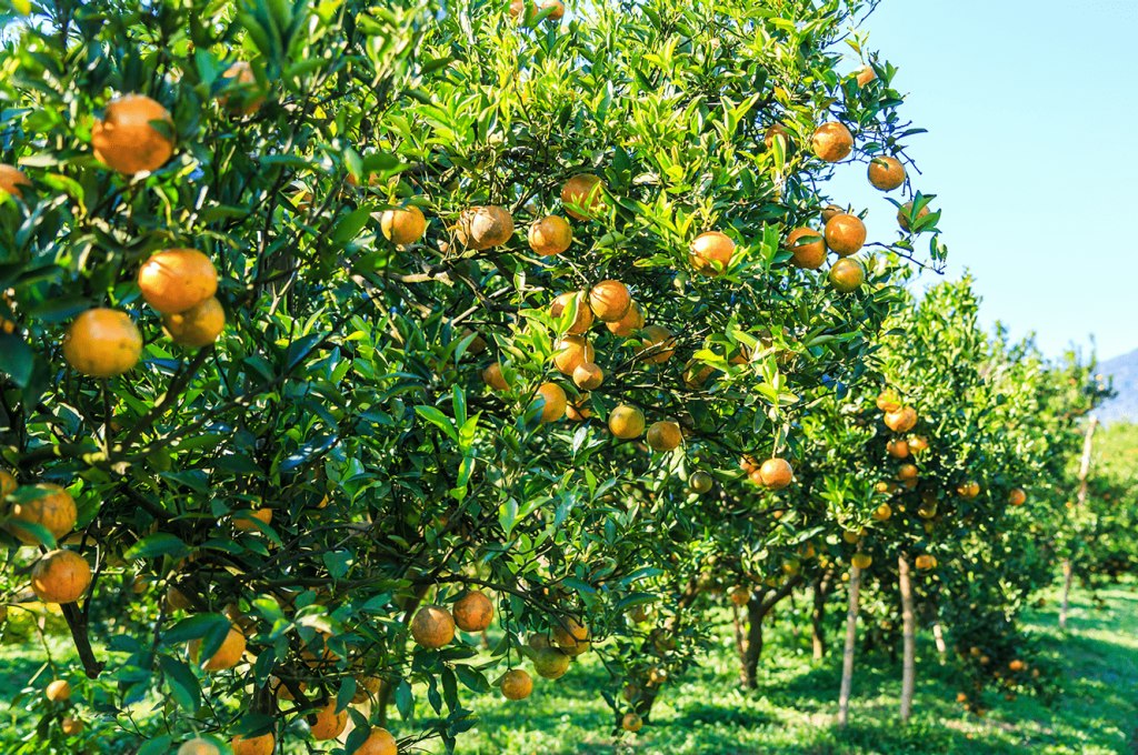 Official imagery from Organic Grower Summit
