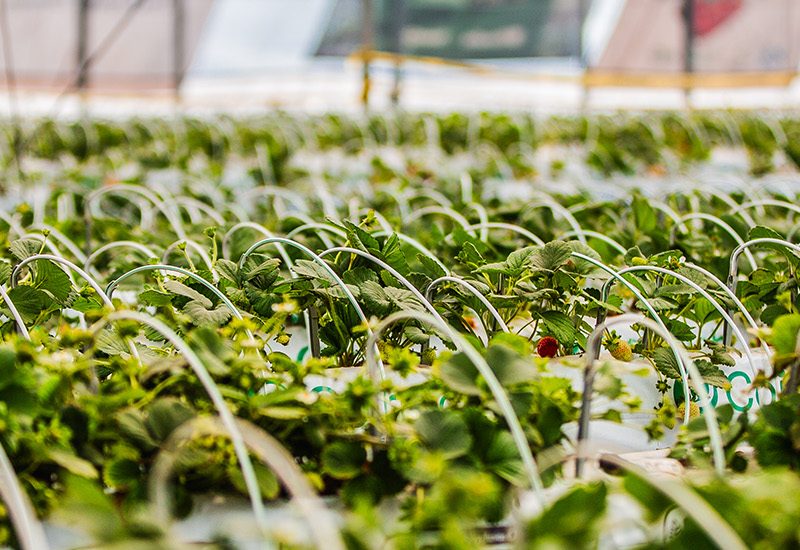 Official imagery from Expo AgroAlimentaria Guanajuato