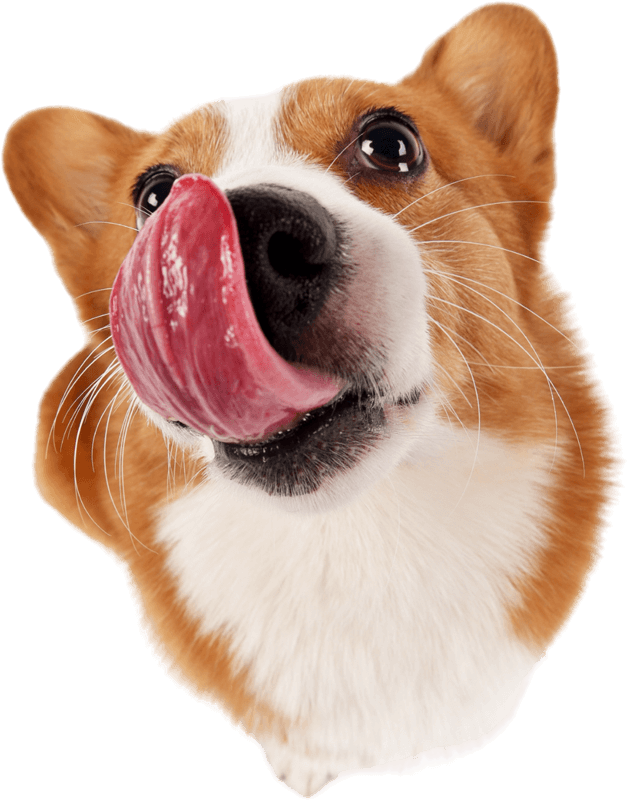 Dog show highlights at Mascoting