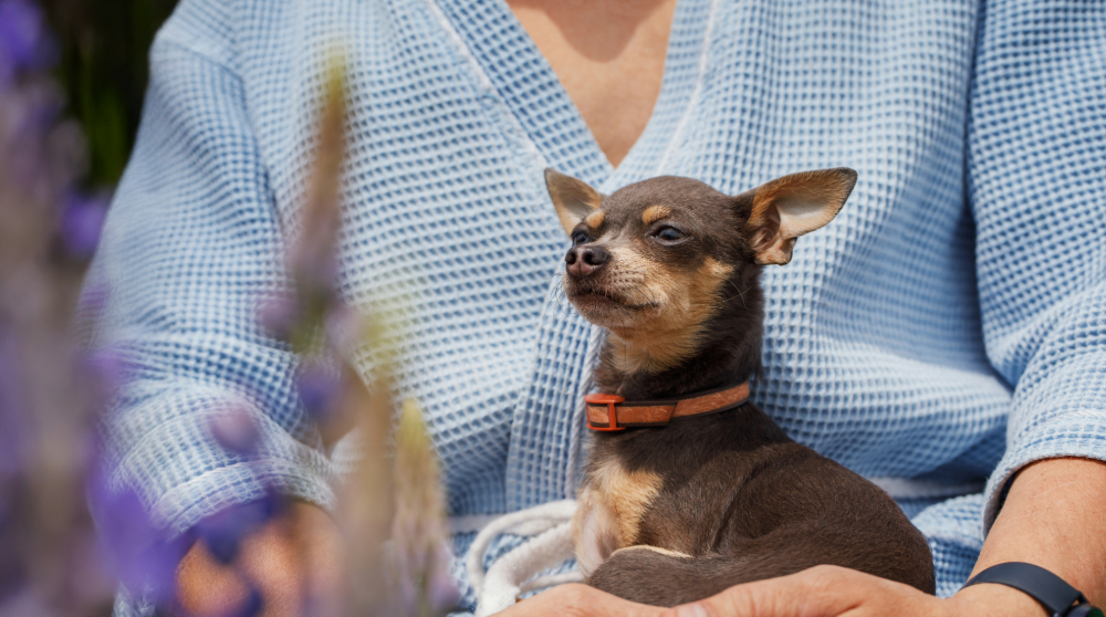 Dog show highlights at Crufts